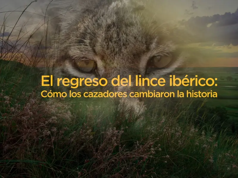 Nuevo documental destaca el papel de cazadores en la recuperación del lince ibérico
