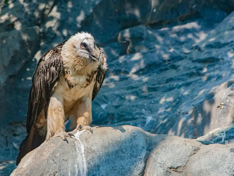 Electrocución de quebrantahuesos en Picos de Europa resalta peligro de tendidos eléctricos