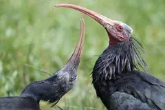 Rescatan un ibis eremita herido en Ciudad Real, una especie amenazada