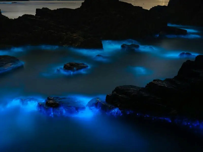 La bioluminiscencia marina, amenazada por el cambio climático y la contaminación