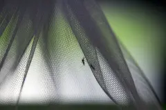 El calor y las lluvias aceleran la llegada de mosquitos en España