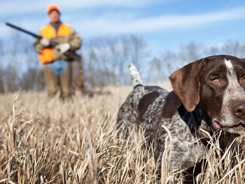 Protesta en Madrid demanda igualdad legal para perros de caza en España