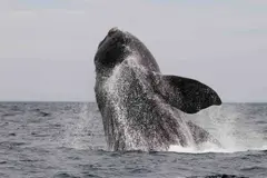 Un avistamiento histórico: ballena de 18 metros en Barcelona