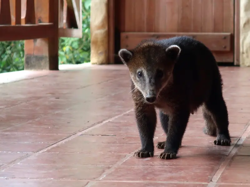 Descubren 14 especies de mamíferos en la Reserva Ecológica Manglares Churute, Ecuador