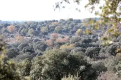 Creación del Corredor Ibérico Hispanoluso para restaurar hábitats naturales