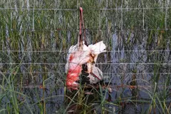 Denuncian muertes de aves protegidas en la laguna de Cucharas por vallados peligrosos