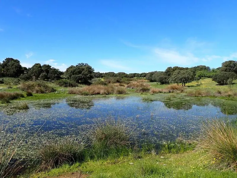 El 22% de lagunas temporales en España desaparecen en el siglo XXI, alerta el CSIC