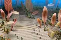 Un hallazgo en Canadá reescribe la historia de la evolución animal