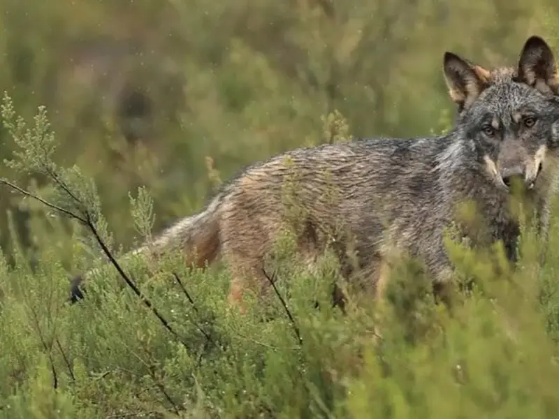 Asturias ajustará su plan de gestión del lobo tras la sentencia del Supremo