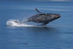 La justicia frena proyecto de gas en Golfo de California para proteger a las ballenas