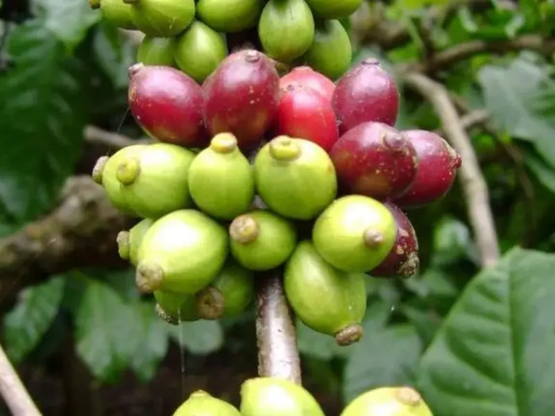 El cambio climático amenaza la producción de café a nivel mundial