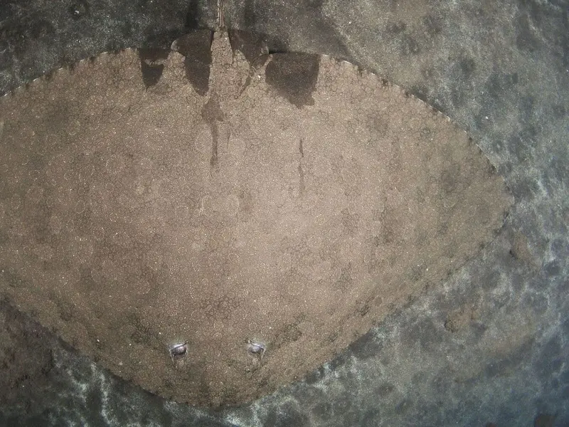 Oceanogràfic lanza proyecto para proteger las rayas mariposa en el Mediterráneo