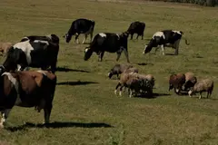 Estudio destaca la ganadería extensiva como aliada de la biodiversidad en la Península Ibérica