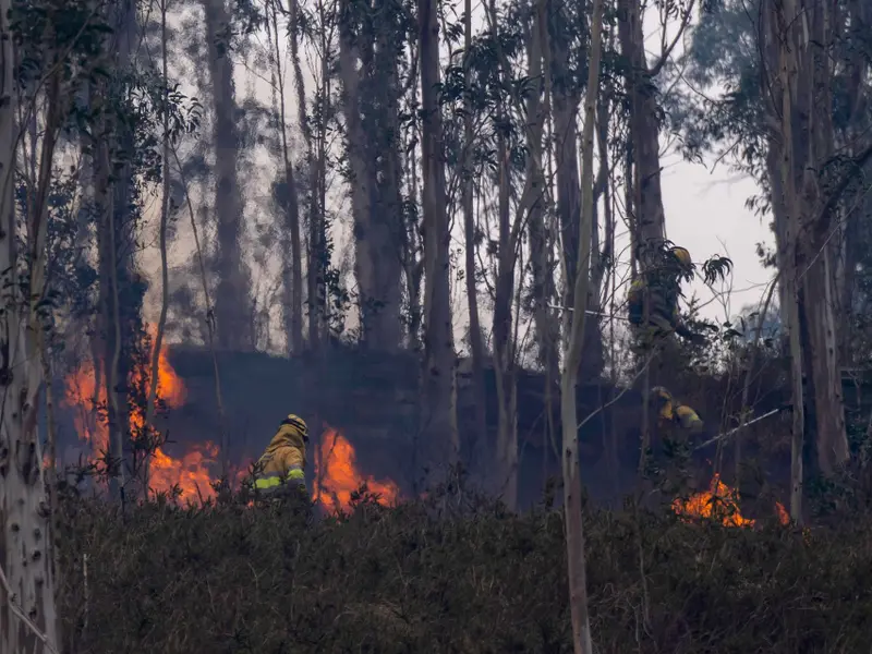 Emisiones por quema de biomasa alcanzan mínimo histórico en 2026, a pesar de nuevos incendios