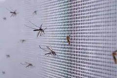Innovadora torre en La Puebla del Río elimina un millón de mosquitos diarios gracias a su biodiversidad