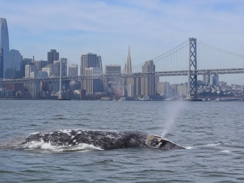 El calentamiento de los océanos afecta la supervivencia de las ballenas grises