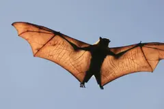 Celebración del Día de Apreciación de los Murciélagos 2026 y su Importancia Ecológica