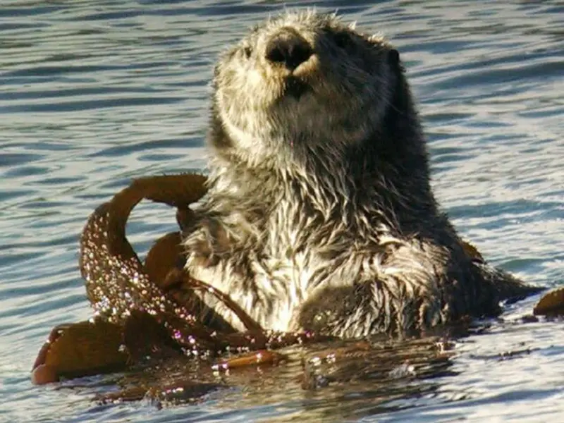 La nutria marina, clave en la restauración de bosques de algas gigantes en California