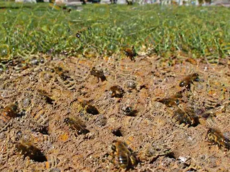 Descubren la mayor colonia subterránea de abejas con 5,5 millones de ejemplares en un cementerio
