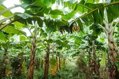 Innovador proyecto en Uganda transforma fibra de platanera en empleo sostenible