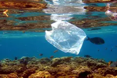 Día Internacional Libre de Bolsas de Plástico 2026: un llamado urgente a reducir el uso de plástico