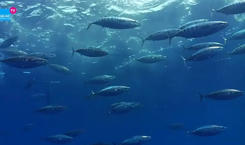 El calentamiento de los mares pone en peligro a grandes peces como atunes y tiburones