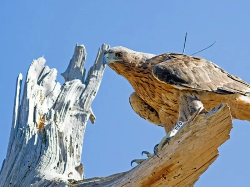 Éxito en la reproducción del Águila de Bonelli en Guara refuerza su recuperación en Aragón