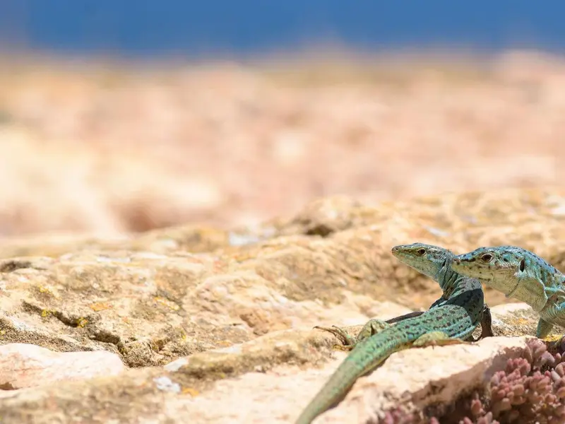 Culebra de herradura amenaza lagartija pitiusa en Ibiza: emergencia ecológica