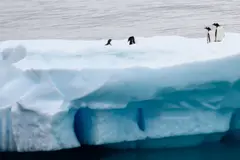 Día Mundial de los Pingüinos 2026 advierte sobre su extinción por el cambio climático