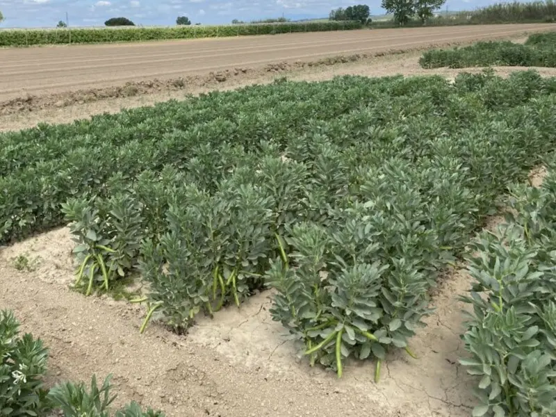 La proteína vegetal del haba, alternativa sostenible según el proyecto FAVAPROT
