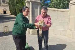 Liberan en Mallorca milanos reales recuperados de disparos