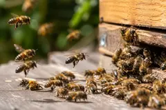 Hallan abejas híbridas con potencial para combatir el parásito Varroa destructor