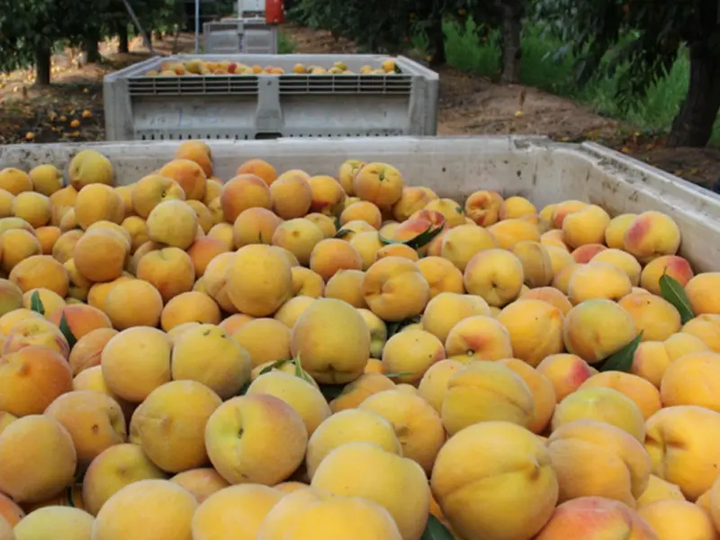 Agricultores de California arrancan 420.000 árboles para evitar pérdidas económicas