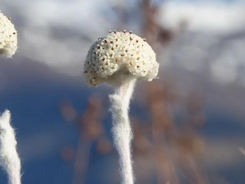 La planta más rara del mundo, Craspedia argentea, logra aumentar su población en Nueva Zelanda