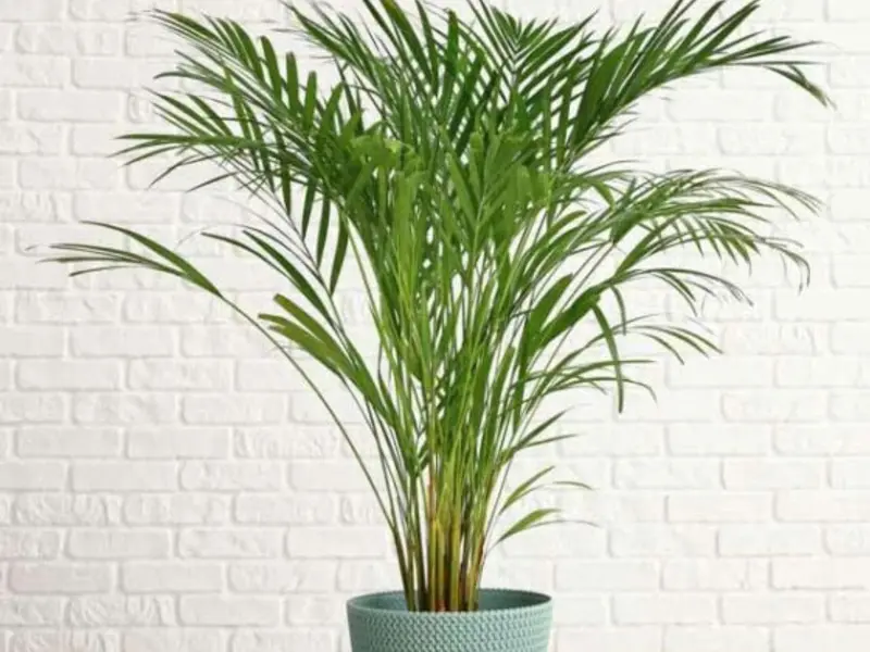 Seis plantas interiores que ayudan a refrescar el hogar de forma natural