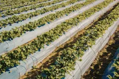 La agricultura sostenible como oportunidad de negocio en España para 2025-2026