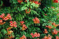 La bignonia, competidora de la buganvilla en jardines mediterráneos
