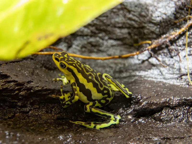 Wikiri Sapoparque: Santuario para ranas en Ecuador frente a la extinción y tráfico ilegal