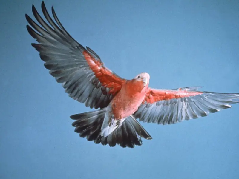 Paralizan sacrificio de 20.000 aves autóctonas tras presión ecologista en Australia
