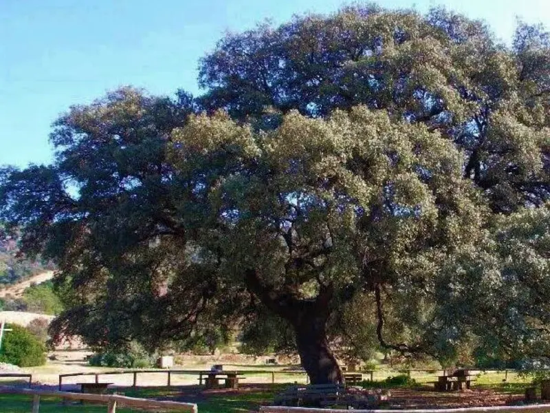El Chaparro de la Vega, un símbolo de biodiversidad y ecoturismo en Andalucía