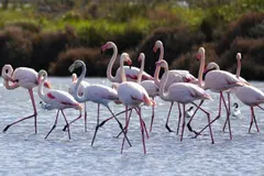Alarma por el posible debilitamiento de las Directivas de Aves y Hábitats en Europa