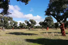 Bosque inclusivo en Valdelosa: un ejemplo de naturaleza accesible en Salamanca