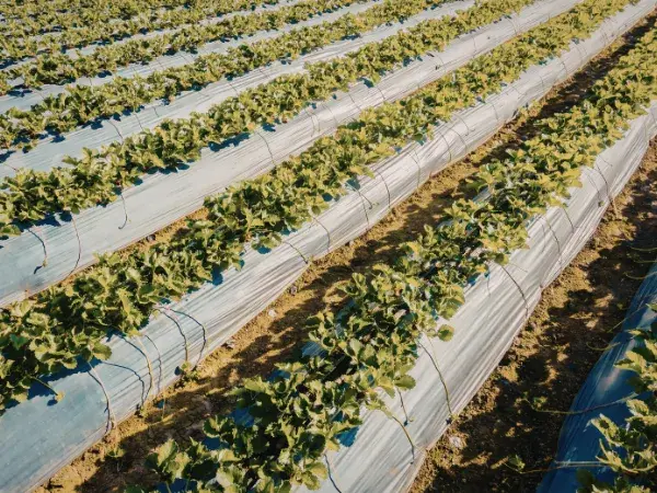 La agricultura sostenible como oportunidad de negocio en España para 2025-2026