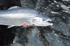 Urgente protección del salmón atlántico en Galicia ante su posible extinción