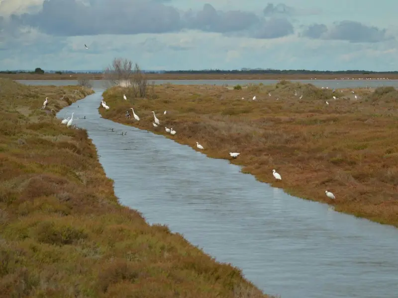 Subvenciones de hasta 20.000 € por hectárea para restaurar Doñana