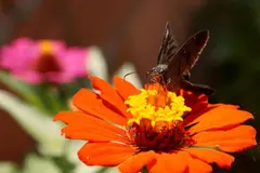 Proyecto en Barcelona busca restaurar insectos polinizadores en antigua cantera