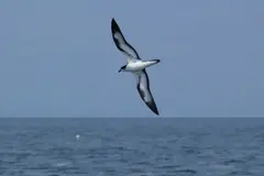 Premio Whitley destaca la conservación del petrel en Galápagos y su riesgo de extinción