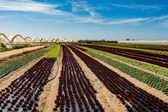 Debate en España sobre la PAC: Sostenibilidad y ayudas en el futuro agrícola europeo