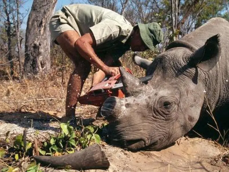 Mueren cinco cazadores furtivos de rinocerontes en enfrentamiento con la Policía en Sudáfrica