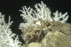 Identificación de refugios climáticos marinos para conservar el océano